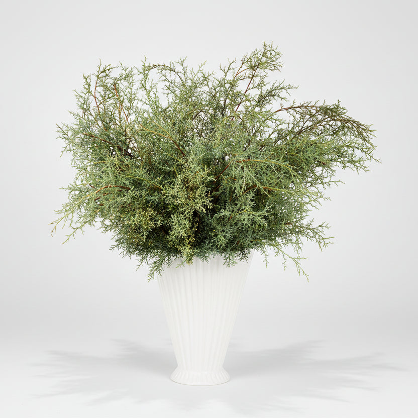 Fresh Carolina Sapphire Stem Bunch, silvery-green feathery branches in a white ribbed vase.