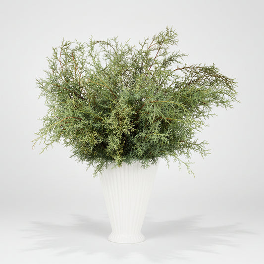Fresh Carolina Sapphire Stem Bunch, silvery-green feathery branches in a white ribbed vase.