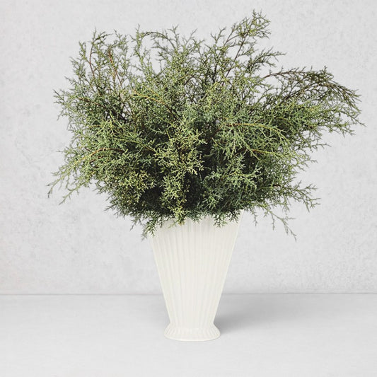 Fresh Carolina Sapphire Stem Bunch, silvery-green feathery branches in a white ribbed vase.