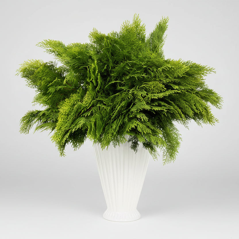 Fresh Golden Cedar Stem Bunch in a white fluted vase.