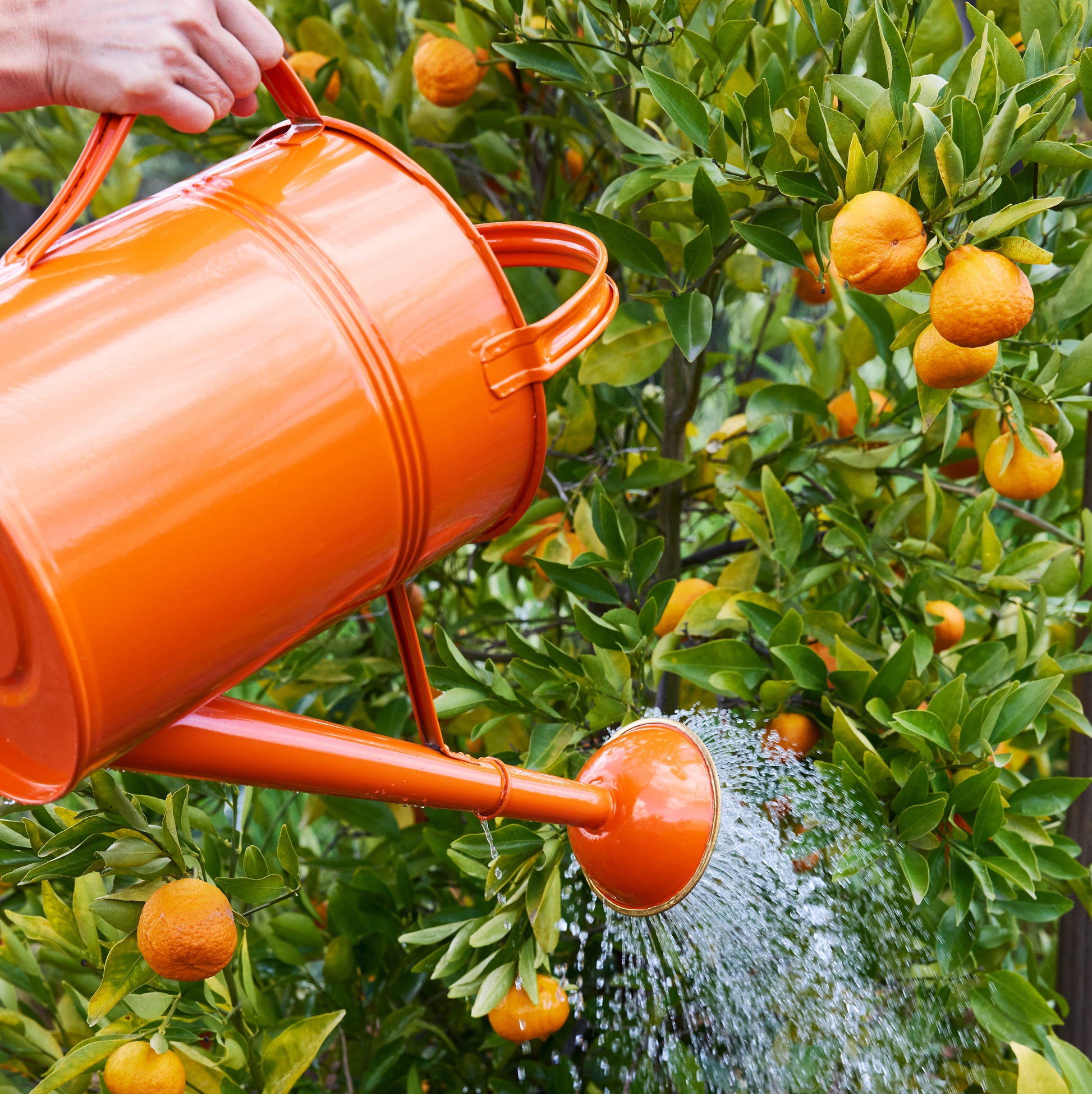 Hand watering an orange tree with a 9-liter orange zinc watering can.