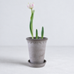 KØBENHAVNER gray terracotta tall pot with saucer and scalloped rim detail, 7.1 x 9.4 inches, holding a single tulip.