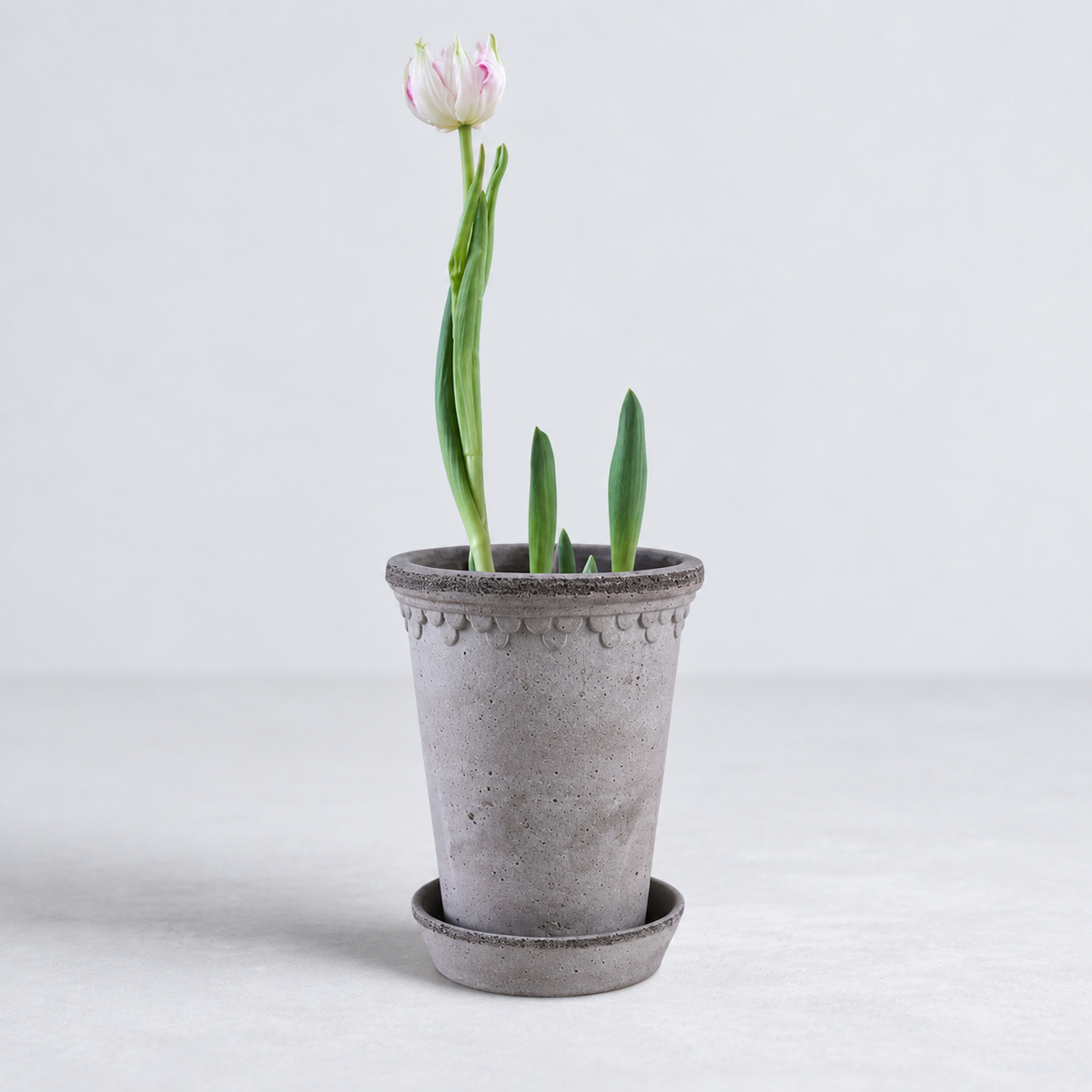 KØBENHAVNER gray terracotta tall pot with saucer and scalloped rim detail, 7.1 x 9.4 inches, holding a single tulip.