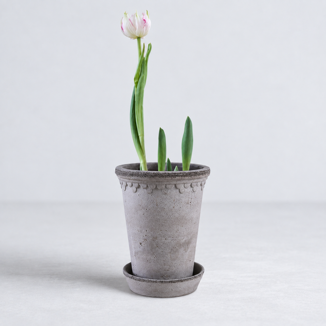 KØBENHAVNER gray terracotta tall pot with saucer and scalloped rim detail, 7.1 x 9.4 inches, holding a single tulip.
