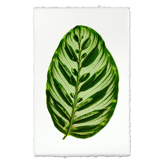 Green Calathea leaf print on English watercolor paper with deckled edges.