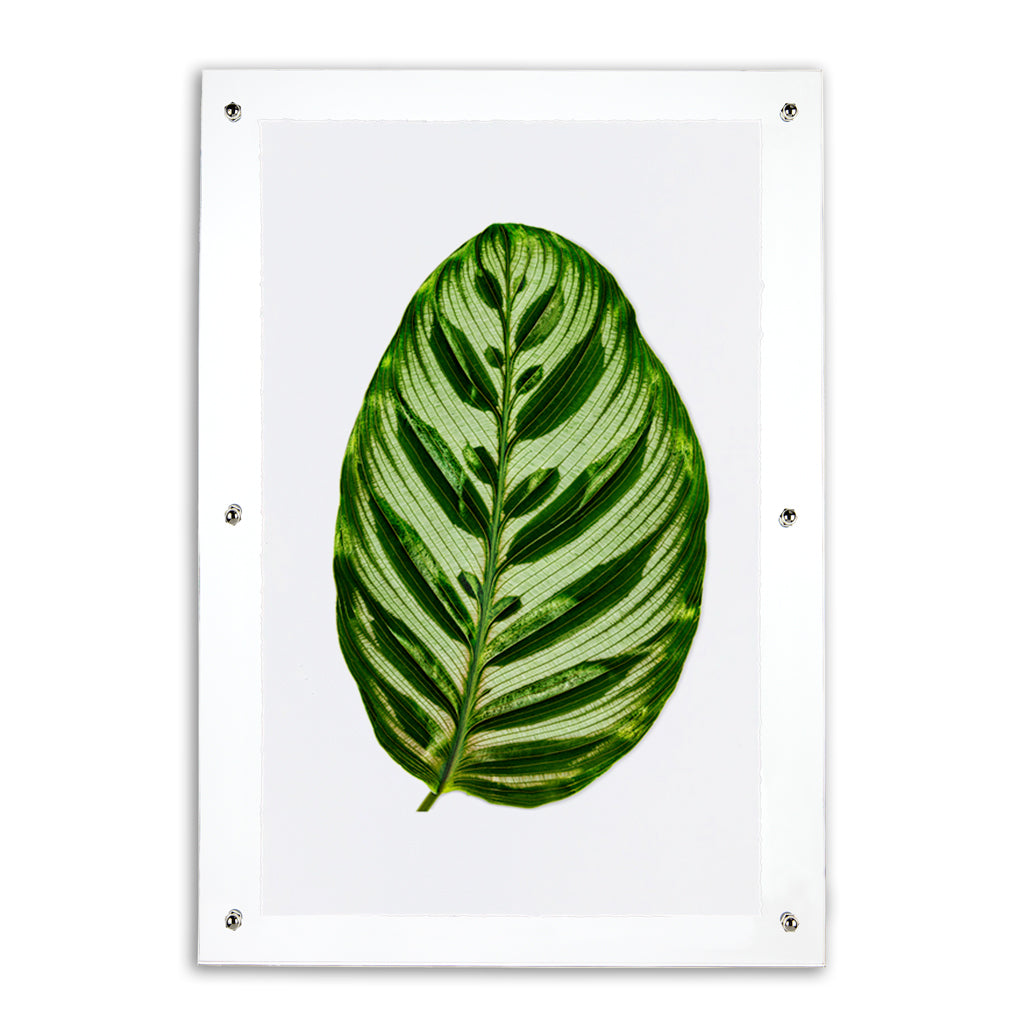 Green Calathea Leaf #2 watercolor art print in a clear acrylic shadowbox frame.