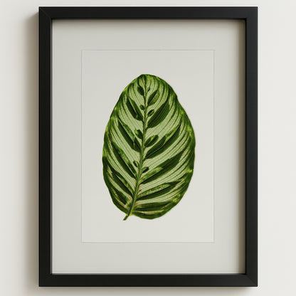 Green Calathea leaf art print on watercolor paper, framed in black.