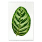 Green Calathea leaf print on English watercolor paper with deckled edges.