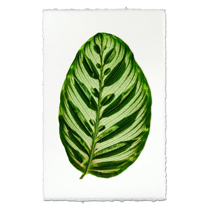 Green Calathea leaf print on English watercolor paper with deckled edges.