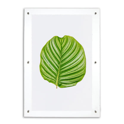 Green Calathea Leaf #3 art print on watercolor paper, framed in clear acrylic with silver hardware.