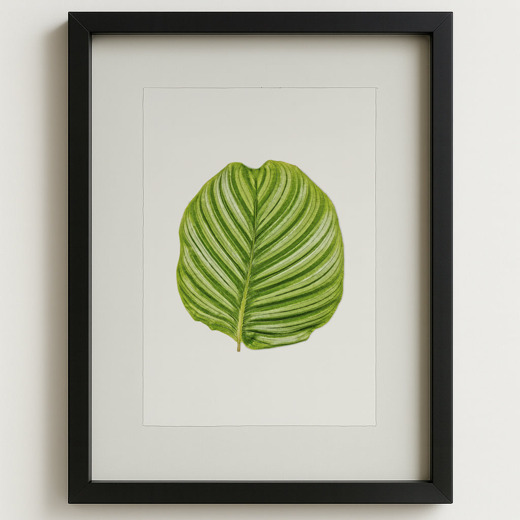 Framed Green Calathea Leaf #3 watercolor art print on white paper with a black shadowbox frame.