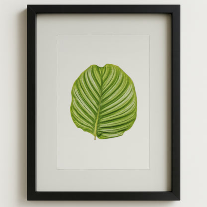 Framed Green Calathea Leaf #3 watercolor art print on white paper with a black shadowbox frame.