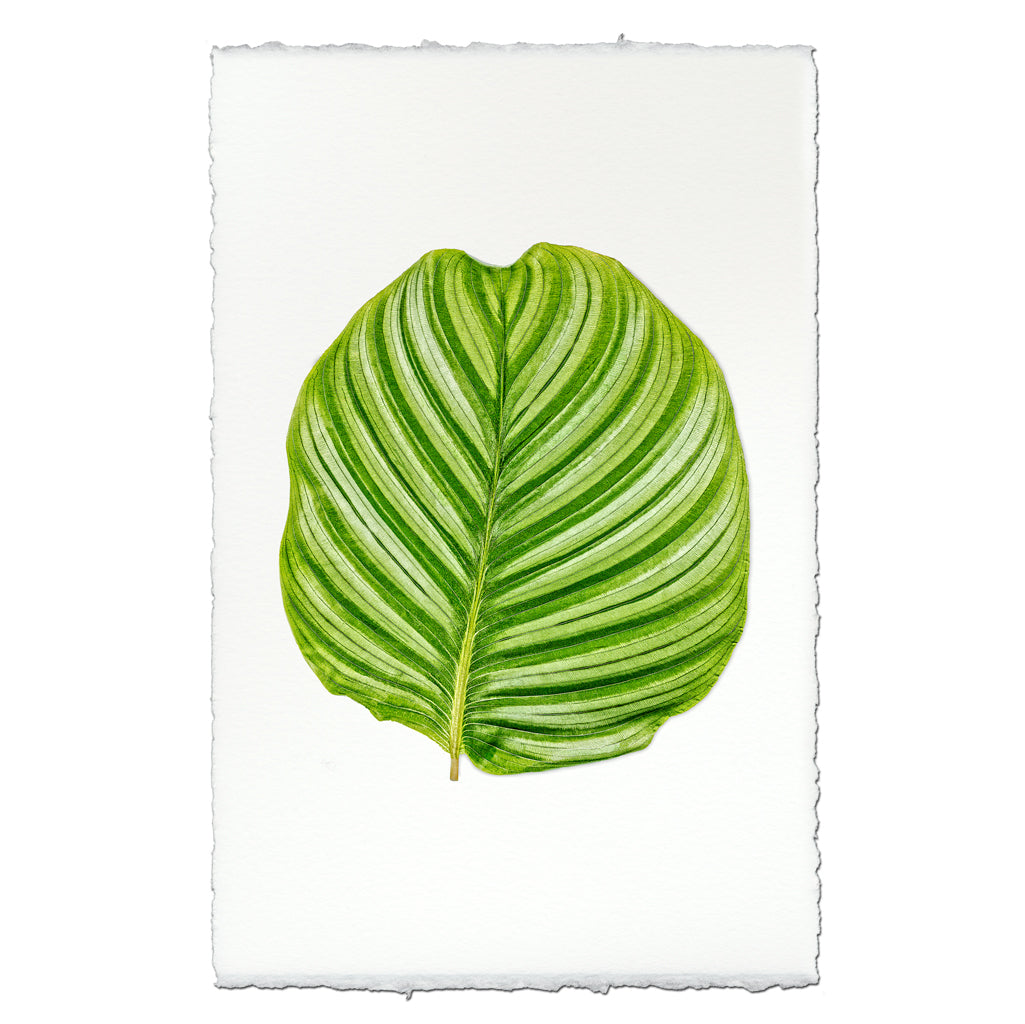 Green Calathea Leaf #3 print on textured English watercolor paper with deckled edges.