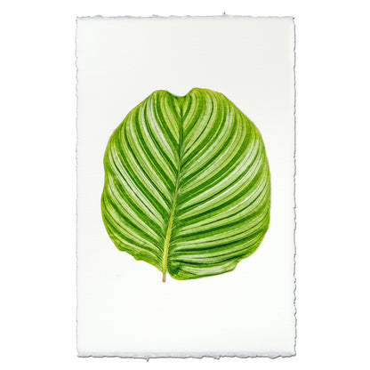 Green Calathea Leaf #3 print on textured English watercolor paper with deckled edges.
