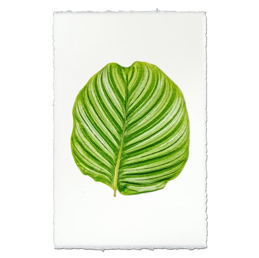 Green Calathea Leaf #3 print on textured English watercolor paper with deckled edges.