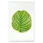 Green Calathea Leaf #3 print on textured English watercolor paper with deckled edges.