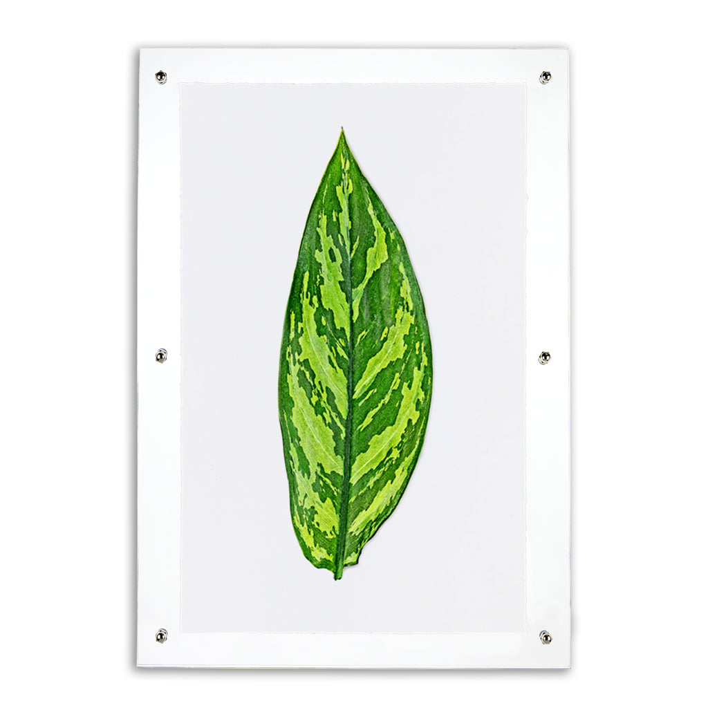 Green Dieffenbach leaf print on English watercolor paper in a clear acrylic shadowbox frame.