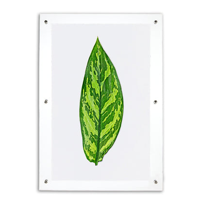 Green Dieffenbach leaf print on English watercolor paper in a clear acrylic shadowbox frame.