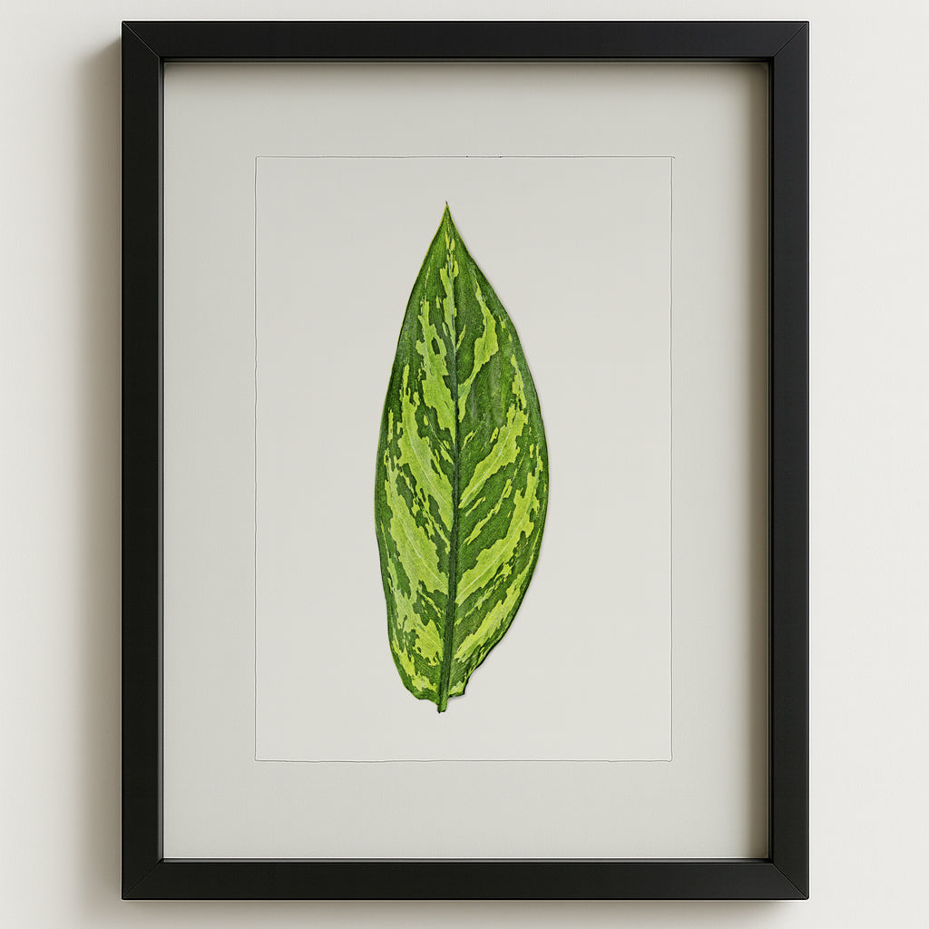 Green Dieffenbach leaf print on English watercolor paper, framed in a black shadowbox.