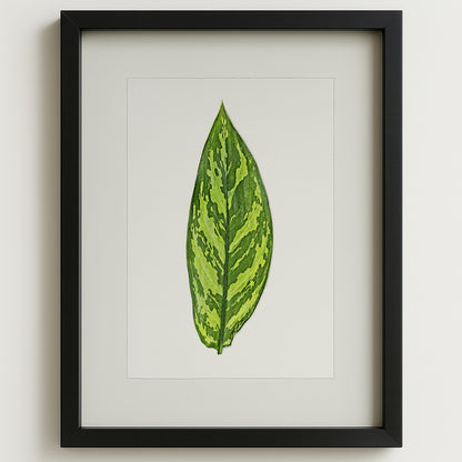 Green Dieffenbach leaf print on English watercolor paper, framed in a black shadowbox.