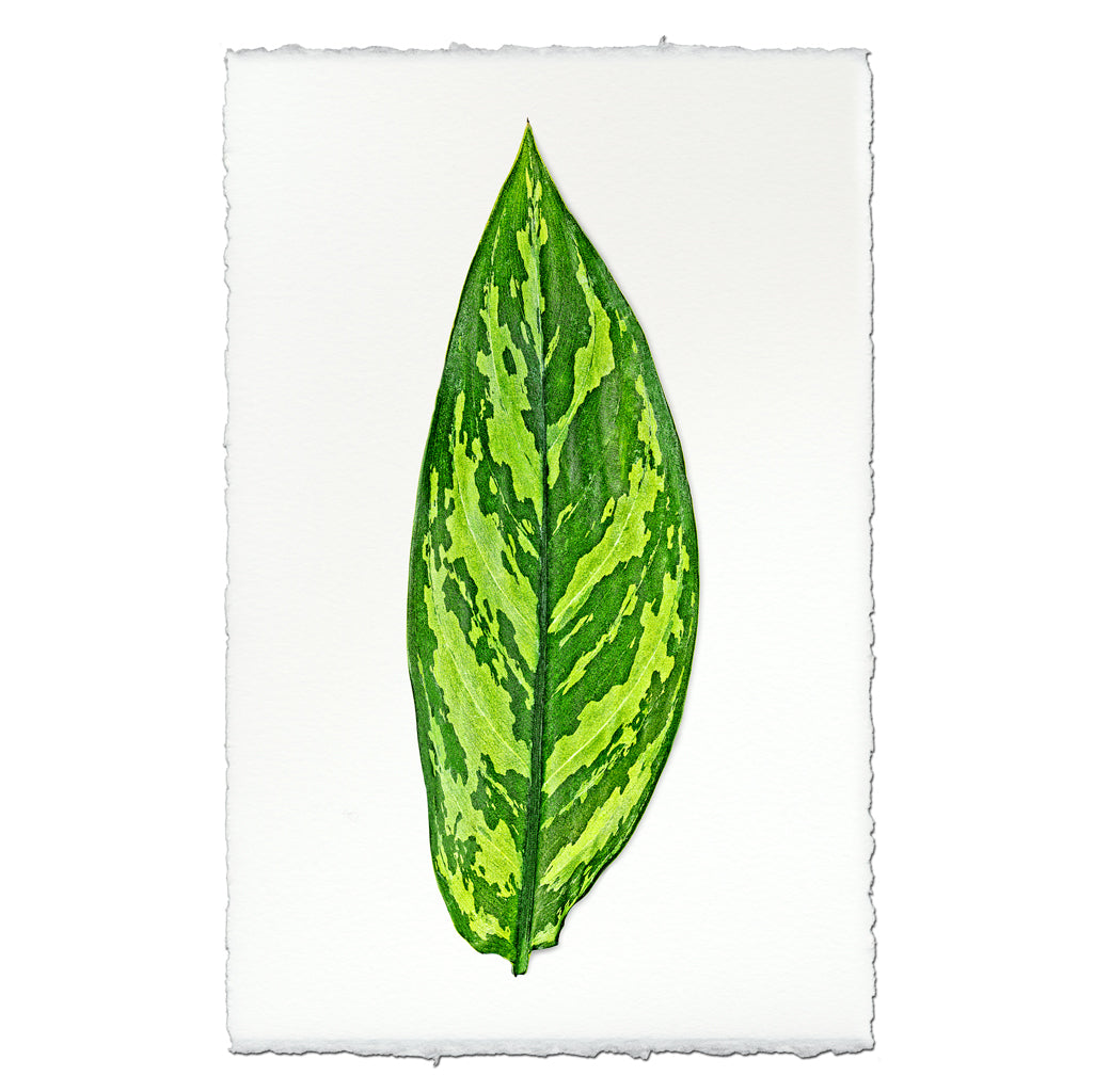Green Dieffenbach leaf art print on heavy English watercolor paper with deckled edges.