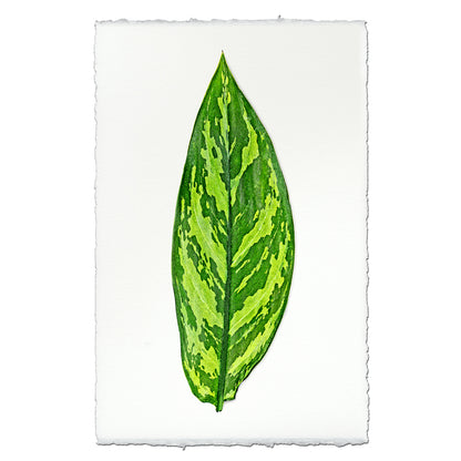 Green Dieffenbach leaf art print on heavy English watercolor paper with deckled edges.