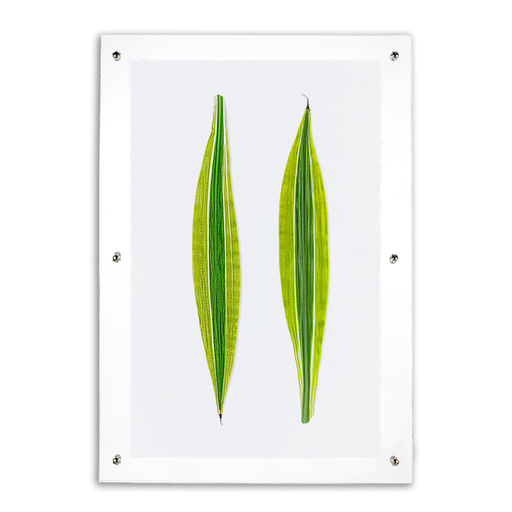 Green Draecena leaf art print on English watercolor paper in a clear acrylic shadowbox frame.