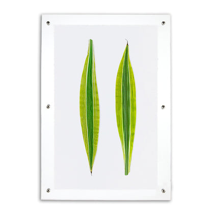 Green Draecena leaf art print on English watercolor paper in a clear acrylic shadowbox frame.