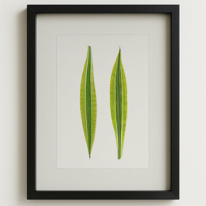 Green Draecena leaf art print on watercolor paper, framed in black, against a white wall.