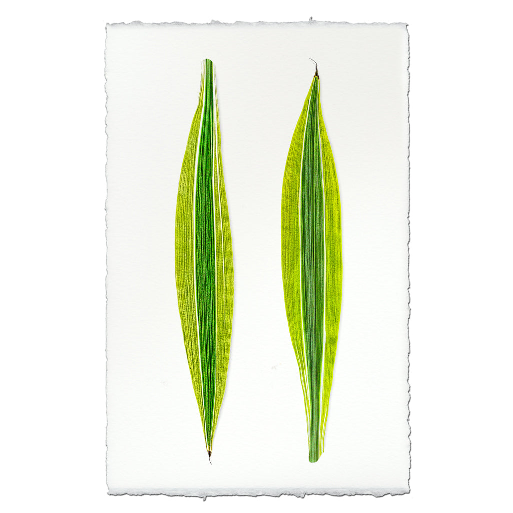 Green Draecena leaf art print on English watercolor paper with deckled edges.