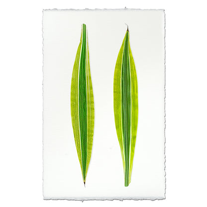 Green Draecena leaf art print on English watercolor paper with deckled edges.