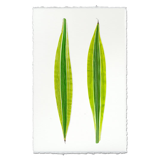 Green Draecena leaf art print on English watercolor paper with deckled edges.