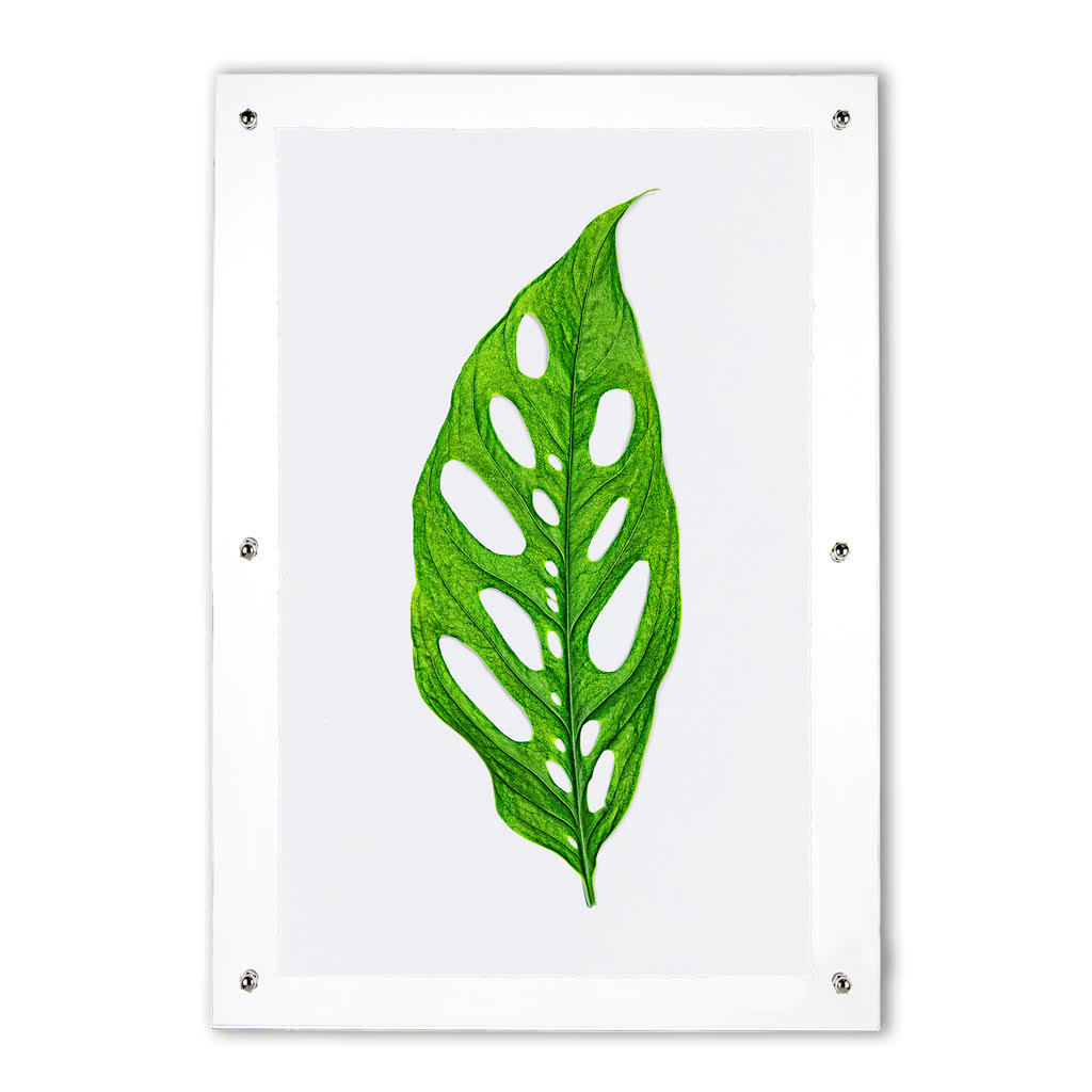 Green Monstera leaf print on English watercolor paper in a clear acrylic frame.