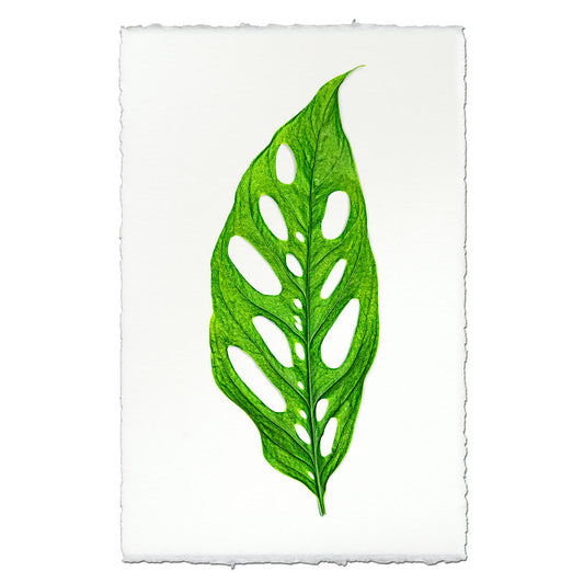 Green Monstera Leaf on English Watercolor Wall Art Print, featuring a vibrant green leaf with natural holes.