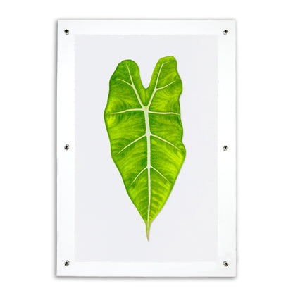 Green Philodendron Leaf on English Watercolor Wall Art Print in an Acrylic Shadowbox frame.