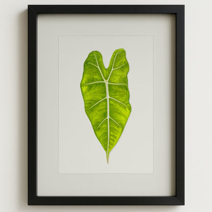 Green Philodendron Leaf on English Watercolor Wall Art Print in a black shadowbox frame.