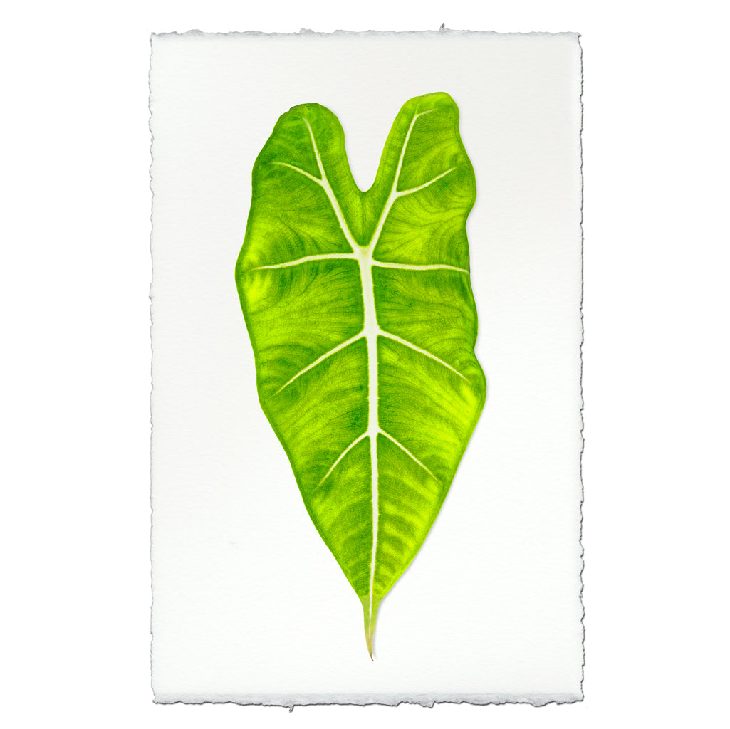 Green Philodendron Leaf on English Watercolor Wall Art Print, with deckled edges.