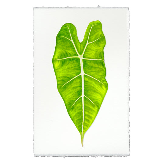 Green Philodendron Leaf on English Watercolor Wall Art Print, with deckled edges.