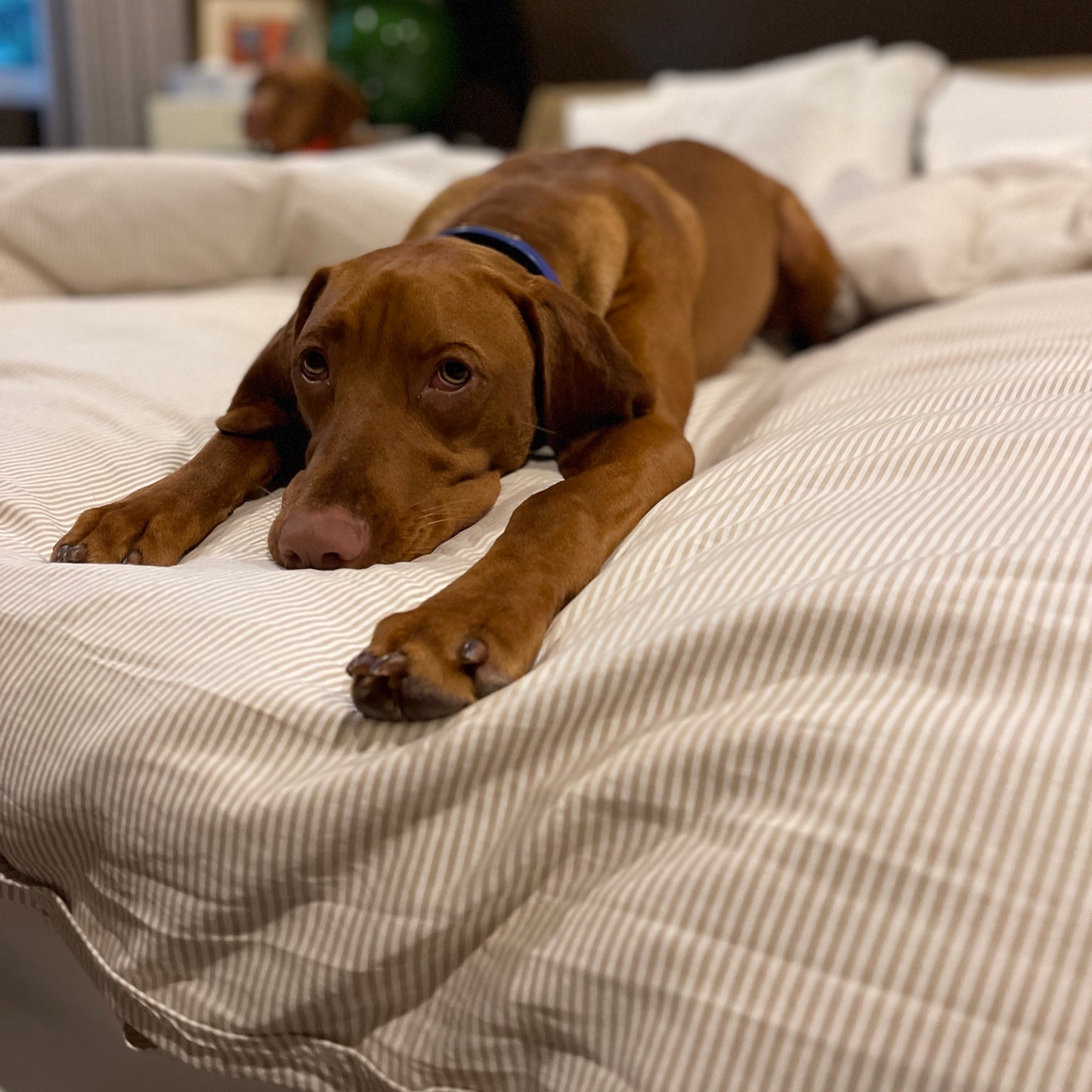 Khaki stripe cotton-chambray duvet cover with a brown dog lying on it.
