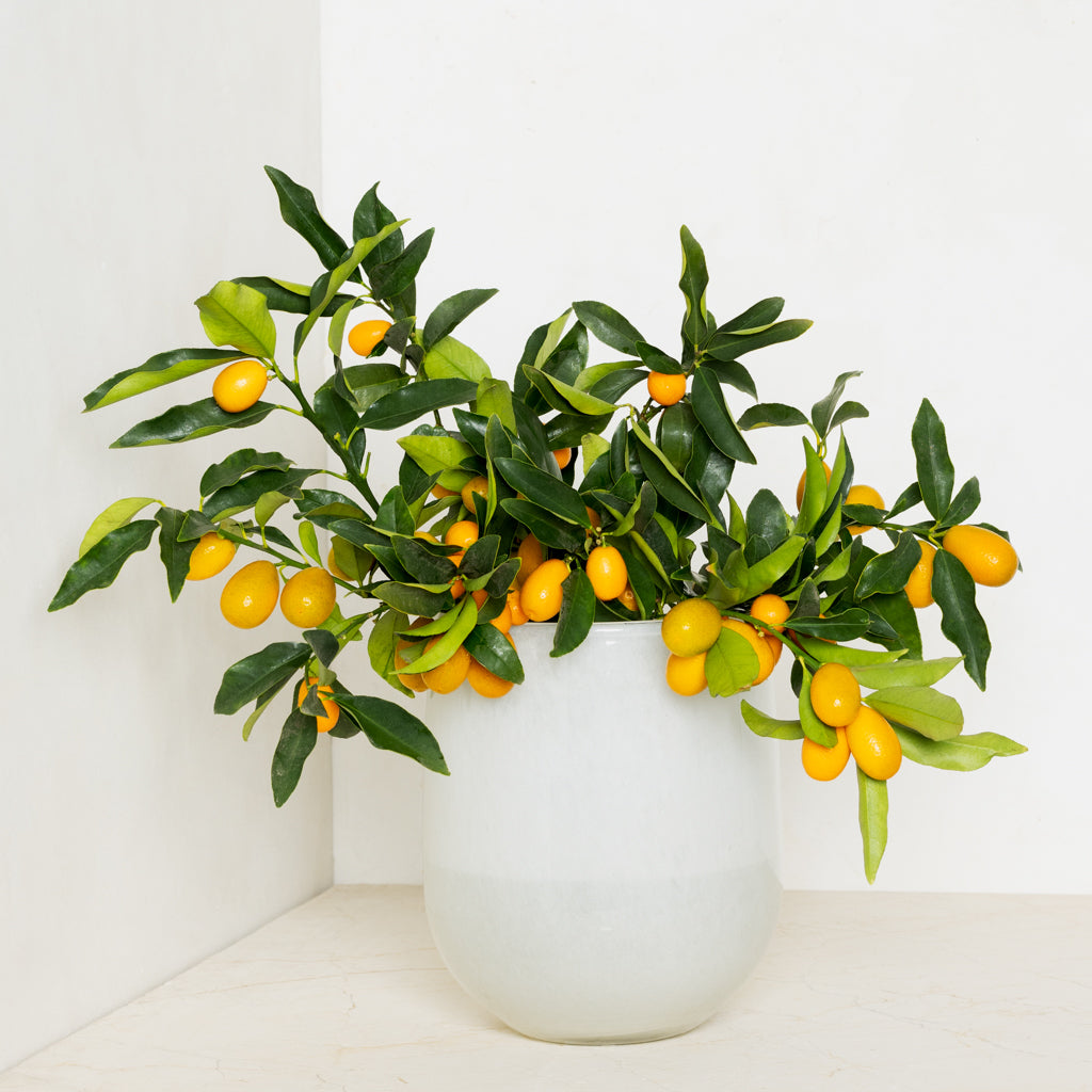 Large opaque white handblown glass barrel vase filled with leafy branches of small orange kumquat fruit.