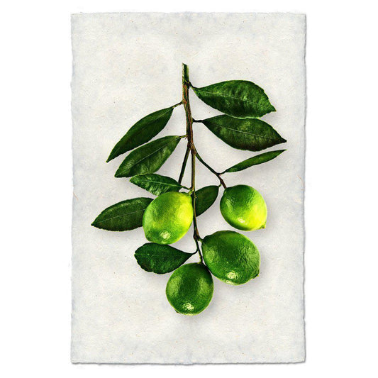 four limes unframed print on handmade paper