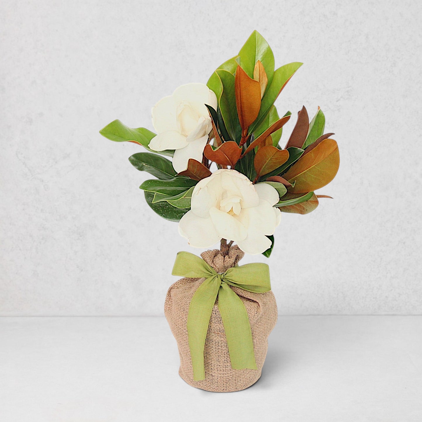 Live Magnolia Mini Gift Tree with glossy green leaves, white blooms, in a burlap sack with a green ribbon.