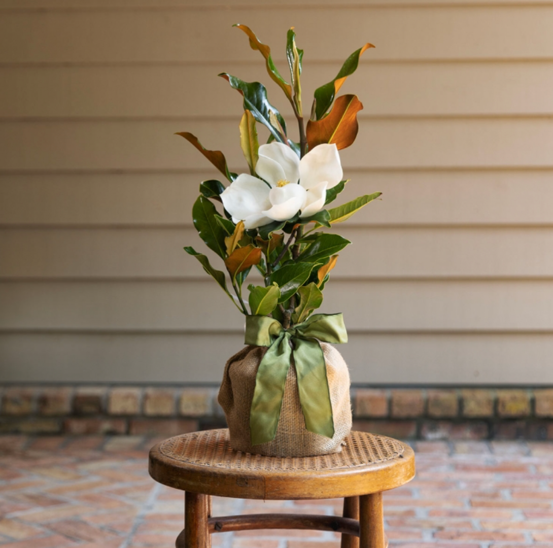 Live Magnolia Mini Gift Tree with glossy green leaves, a white bloom, and a burlap-wrapped base with a green ribbon.