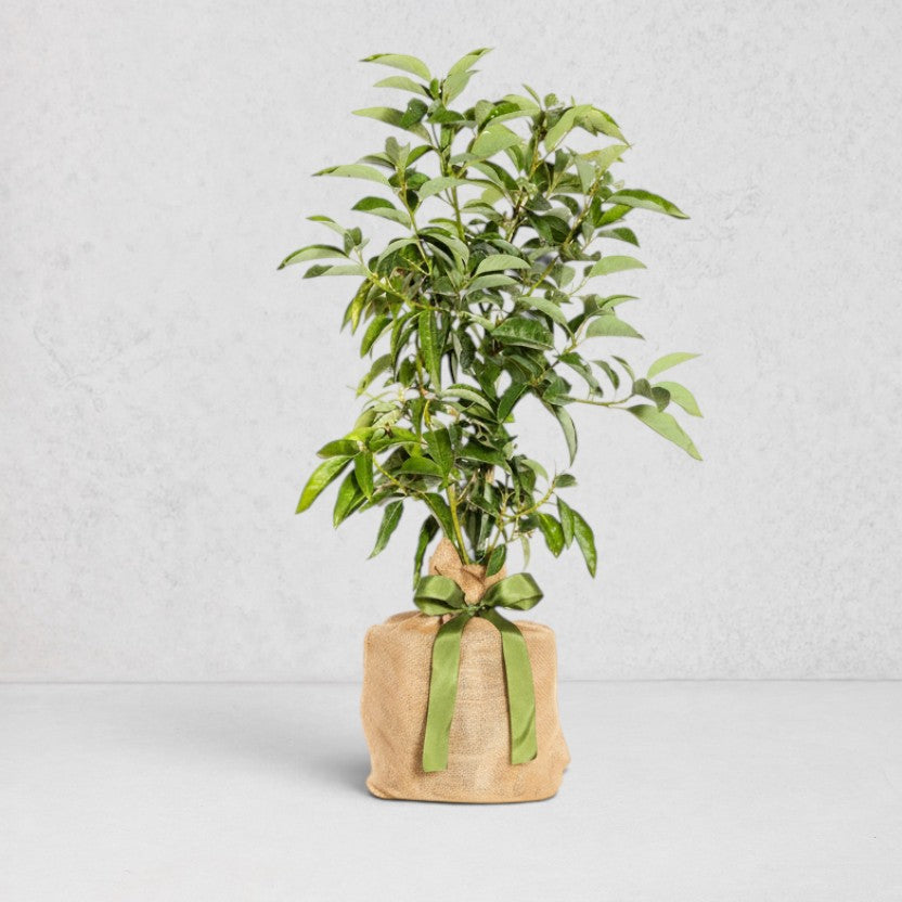 Live mini avocado tree in a burlap sack with a green ribbon bow, on a white background.