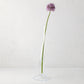 Large Maddie scissor-cut clear glass vase with a circular base, holding a single purple allium flower.