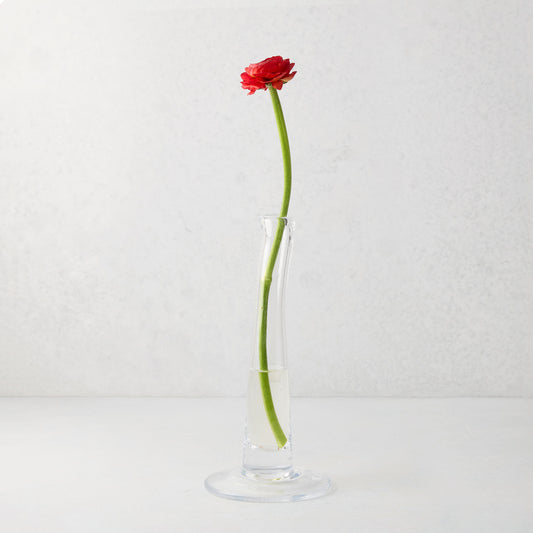 Maddie Small Scissor-Cut Glass Vase with a single red ranunculus flower.