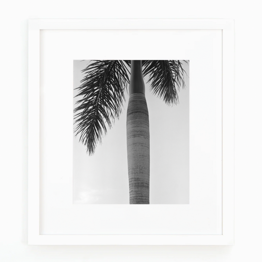 Black and White Palm Tree Photograph By Matt Albiani