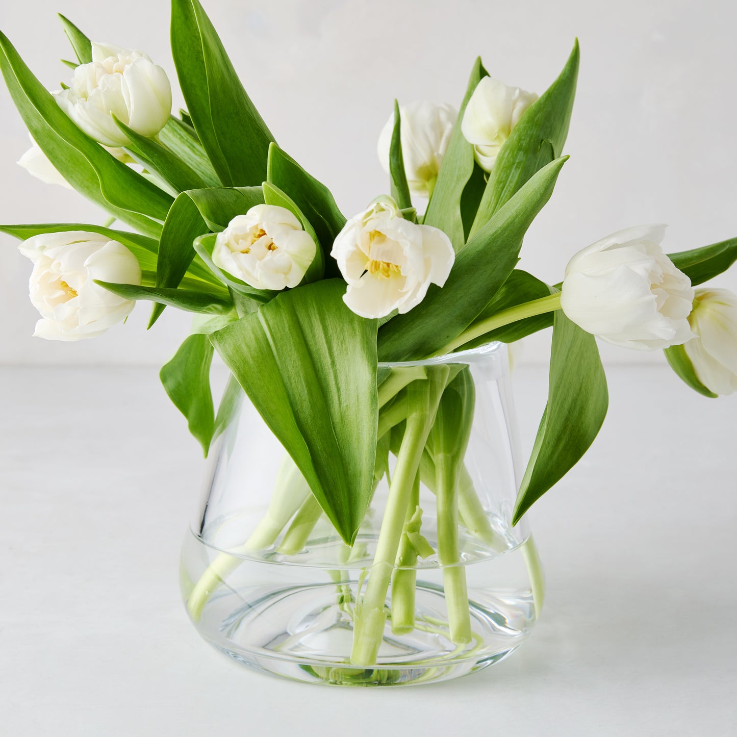 Mia Scissor-Cut Round Vase, clear mouth-blown glass, 5.5"Dia x 6"H, holding white tulips.