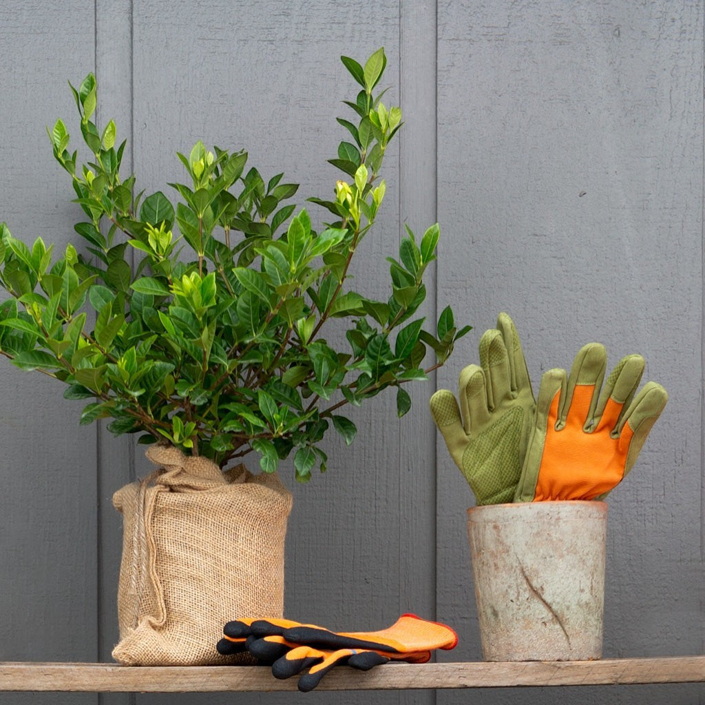 Mini Gardenia Gift Tree in burlap, with green and orange gardening gloves in a pot and on a shelf.