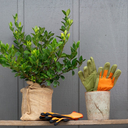 Mini Gardenia Gift Tree in burlap, with green and orange gardening gloves in a pot and on a shelf.